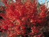 Acer Palmatum